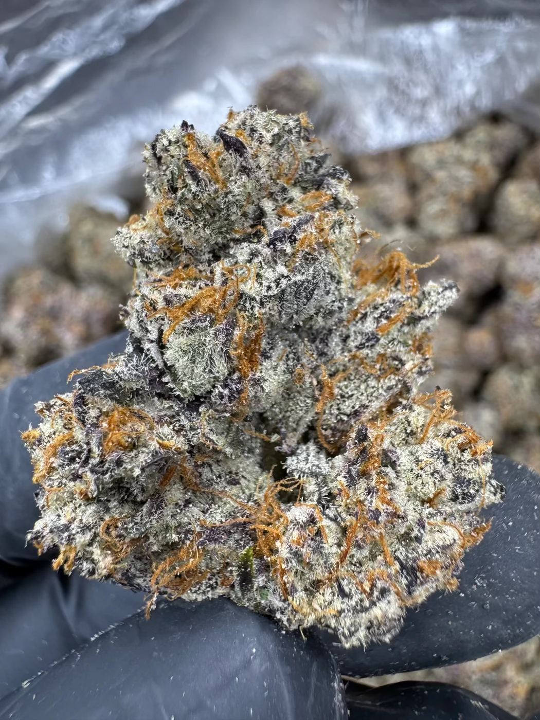 Close-up of Black Amber cannabis flower showcasing its dense buds and colorful trichomes for an indica-dominant experience.