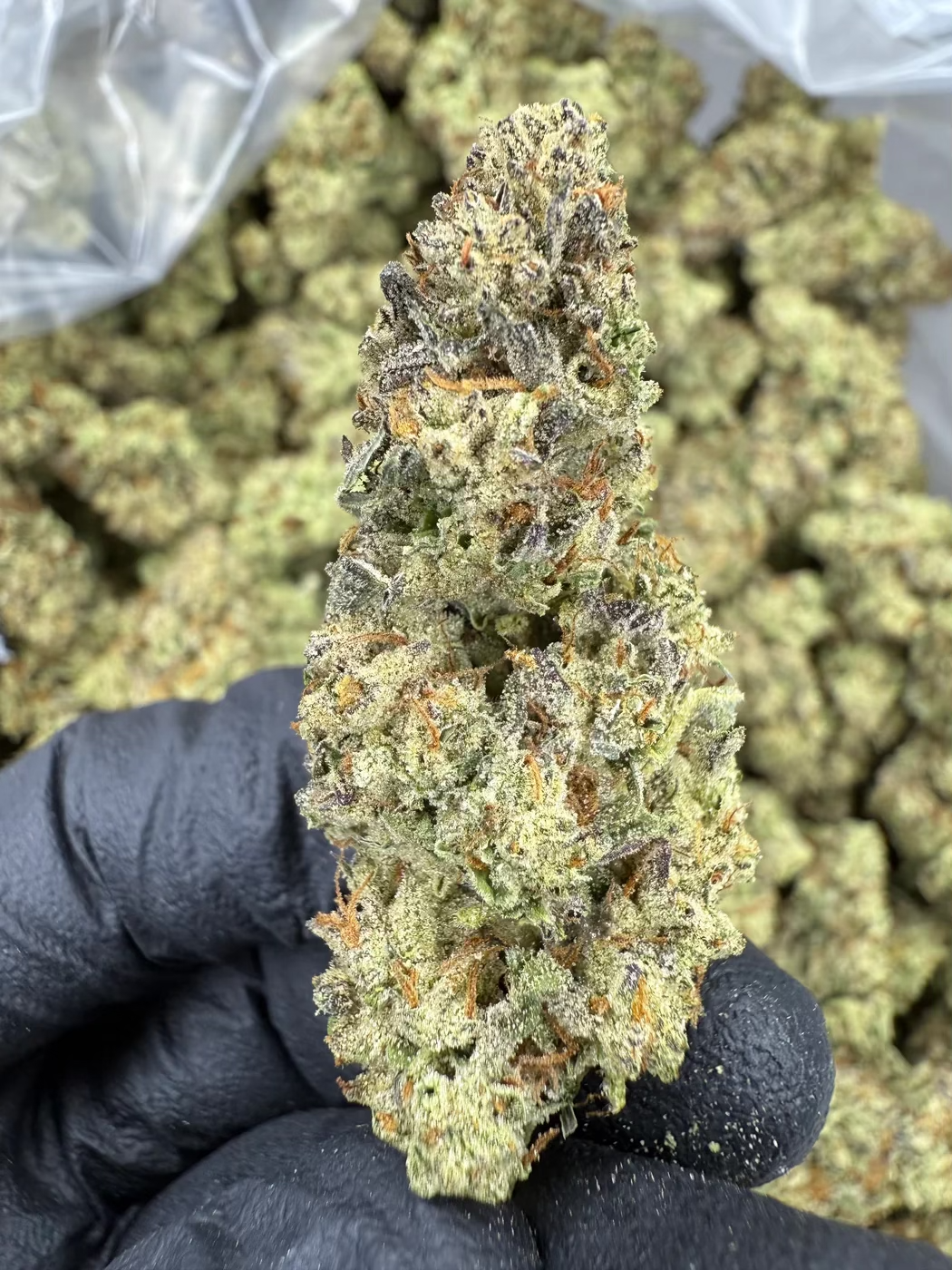 Close-up of Donny Burger cannabis strain showcasing its frosty buds and vibrant colors, perfect for relaxation.