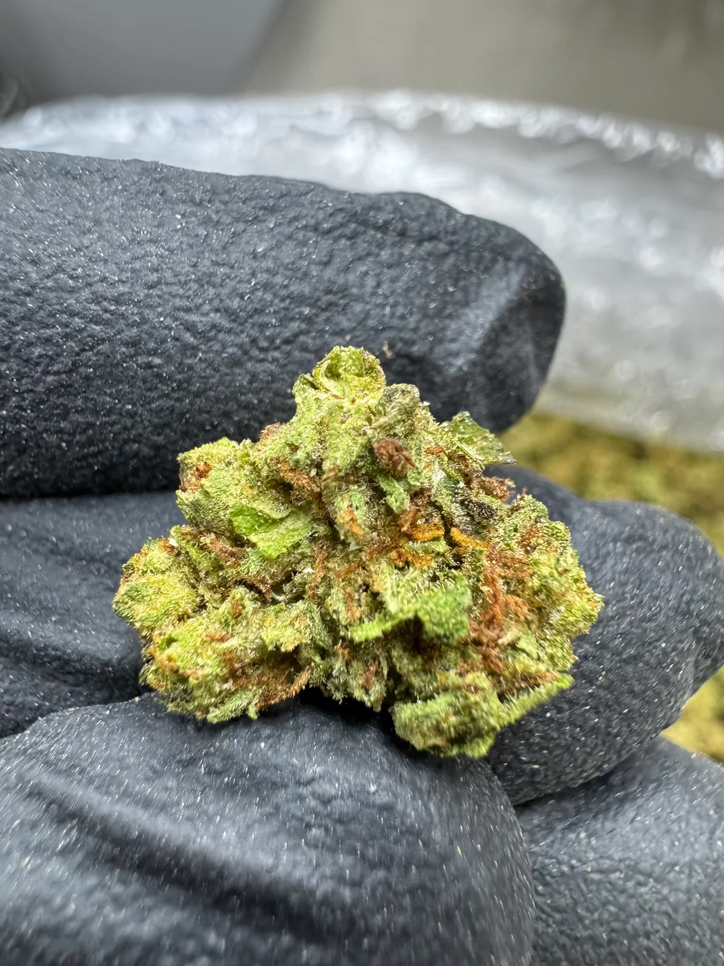 Close-up of Frozen Lemons small cannabis bud with vibrant green and orange hues, showcasing its dense texture.