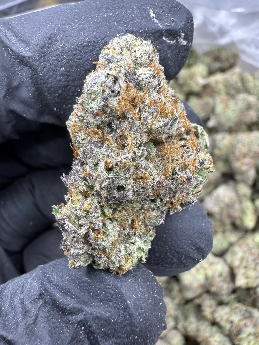 Gumbo EXOTIC strain featuring dense, frosty buds highlighting its signature bubblegum flavor and potent THCa content.
