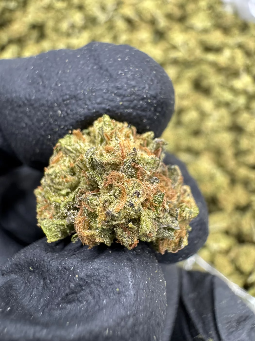 Close-up of Ice Cream Cake cannabis bud, highlighting its colorful trichomes and unique texture, set against a blurred background.