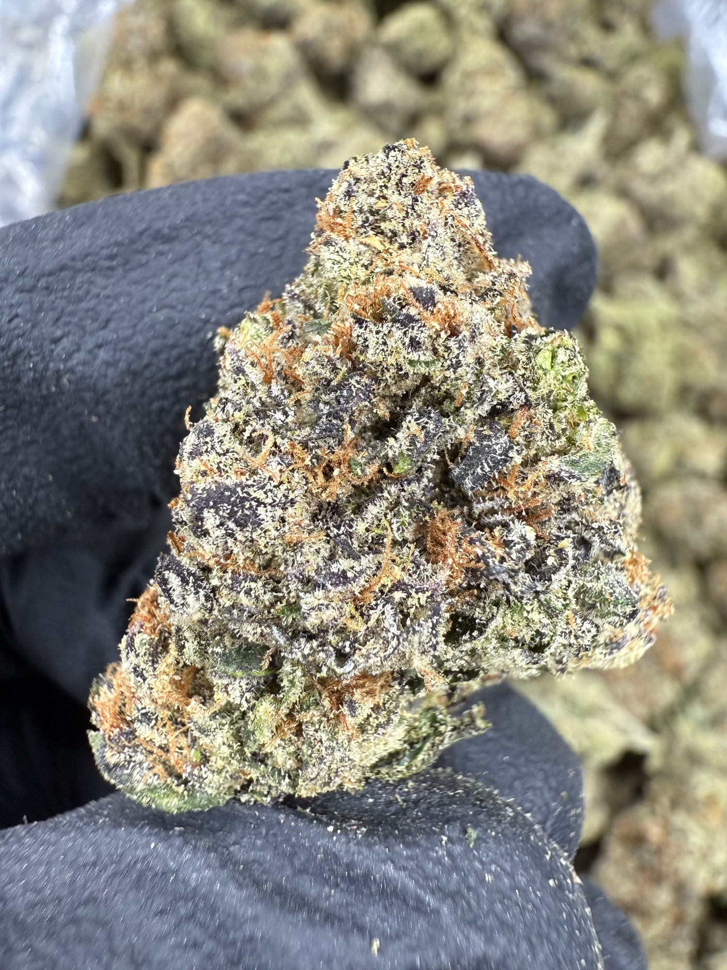 Close-up of a purple cannabis bud with frosty trichomes and orange hairs, displayed in a gloved hand.