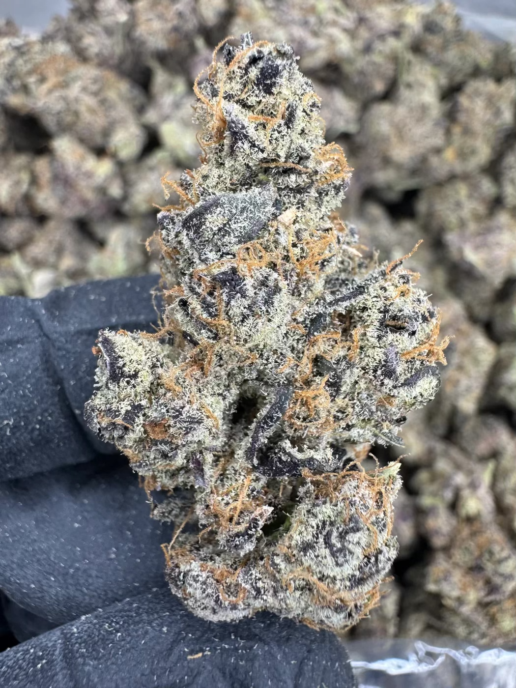 Close-up of Peanut Butter Apricot cannabis bud showcasing its rich purple hues and frosty trichomes.