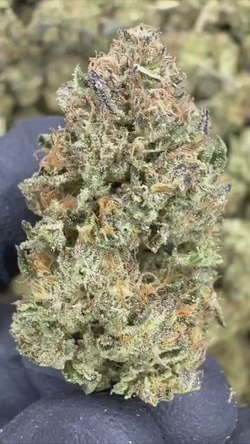 Close-up of Slurricane x Grease Monkey cannabis flower showcasing its frosty buds and earthy colors.